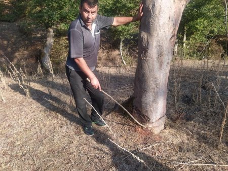 Cəlilabadda ağciyərlərimizə BALTA ÇALIRLAR...