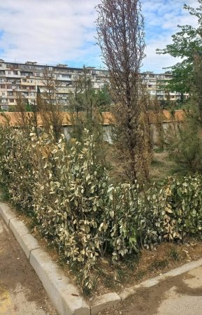 Nizami rayonunda yeni salınmış bağ məhv edilir 