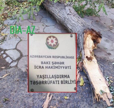 Mirdamət Seyidov Bakı şəhərində kəsilən ağacları yenə “yaşıllaşdırır” 