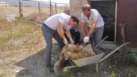 Nazirin nəzərinə İSTİ FAKT: Camaata verilən heyvanlar xəstə çıxdı, ikisi öldü